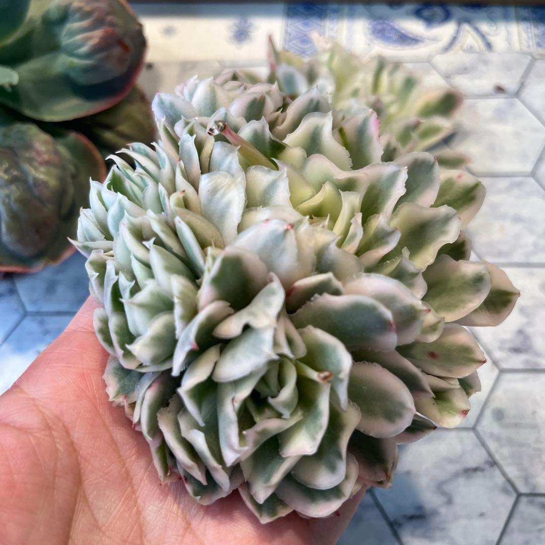 Chibimimi　韓国苗セット