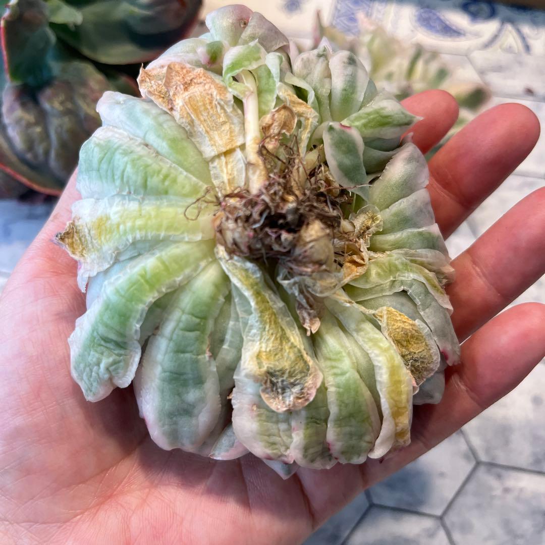 Chibimimi　韓国苗セット