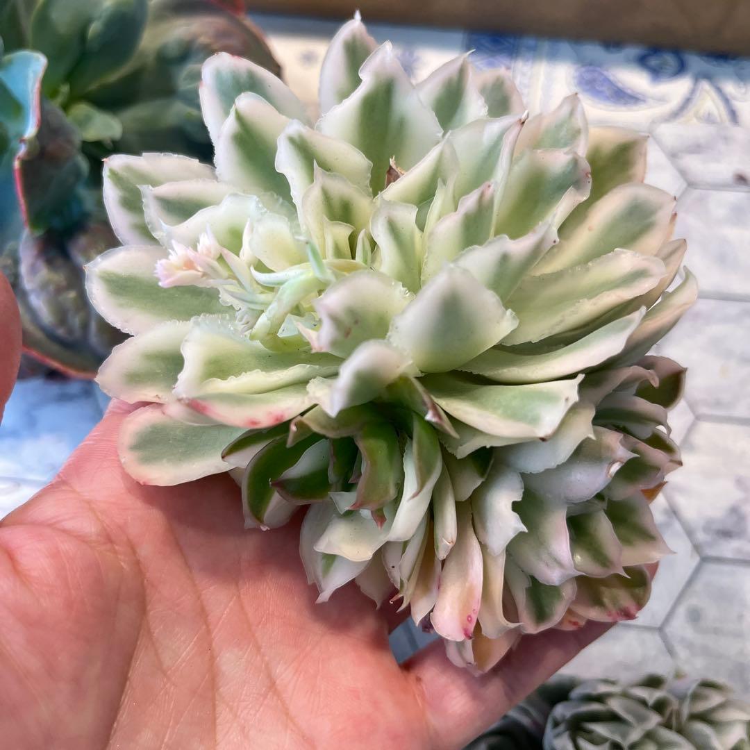 Chibimimi　韓国苗セット