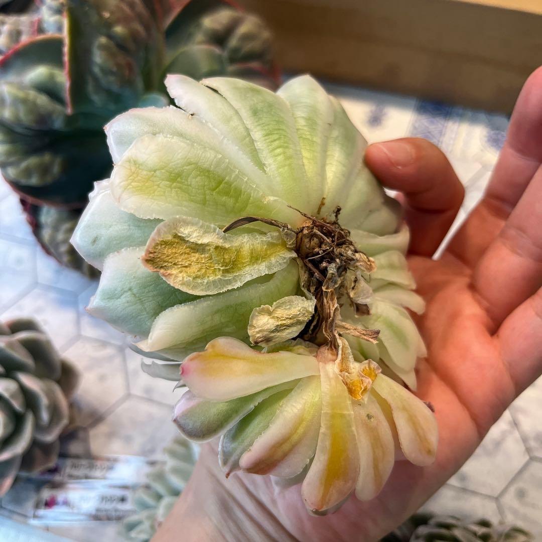 Chibimimi　韓国苗セット