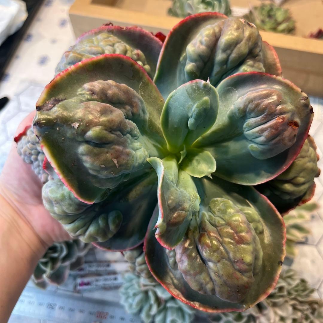 Chibimimi　韓国苗セット