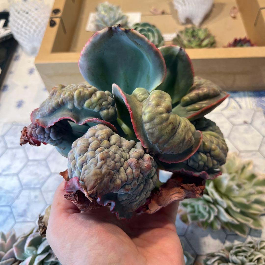 Chibimimi　韓国苗セット