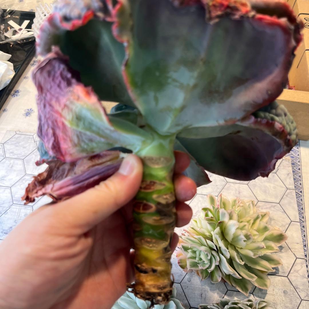 Chibimimi　韓国苗セット