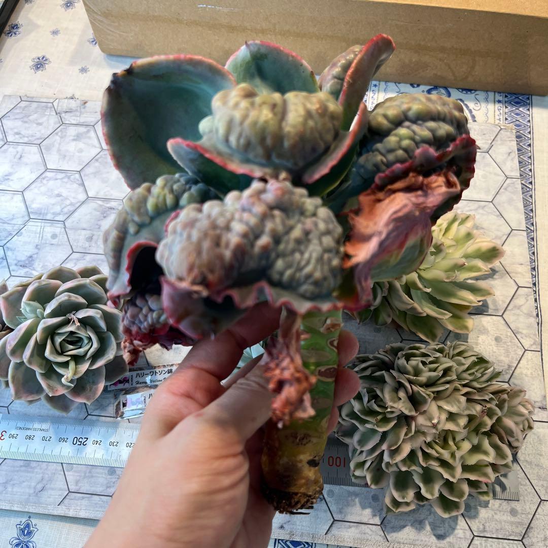 Chibimimi　韓国苗セット