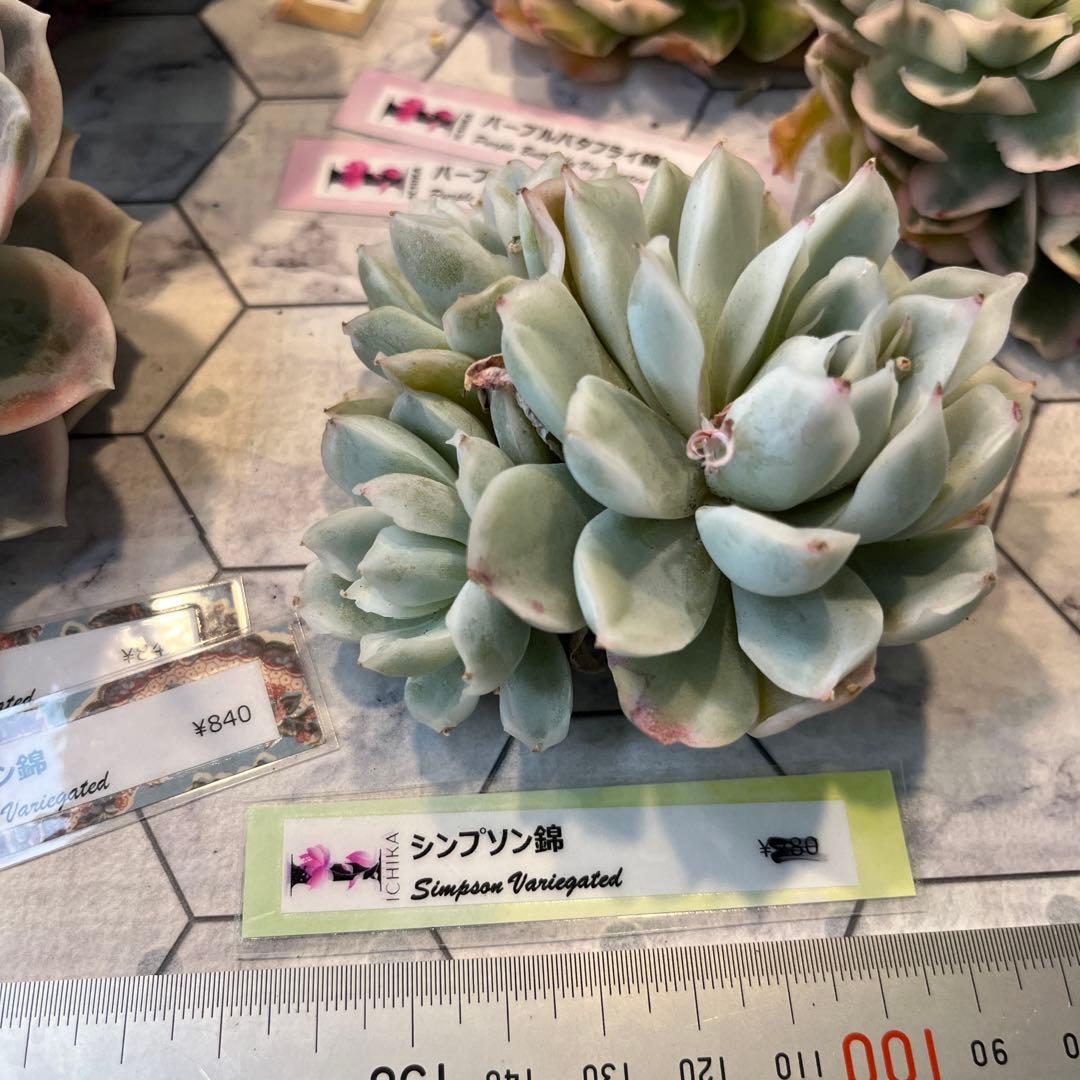 Chibimimi　韓国苗セット