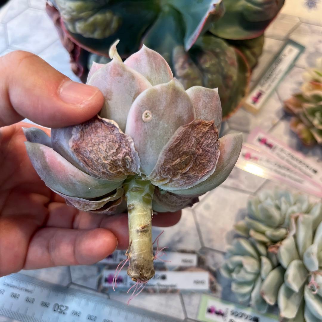 Chibimimi　韓国苗セット