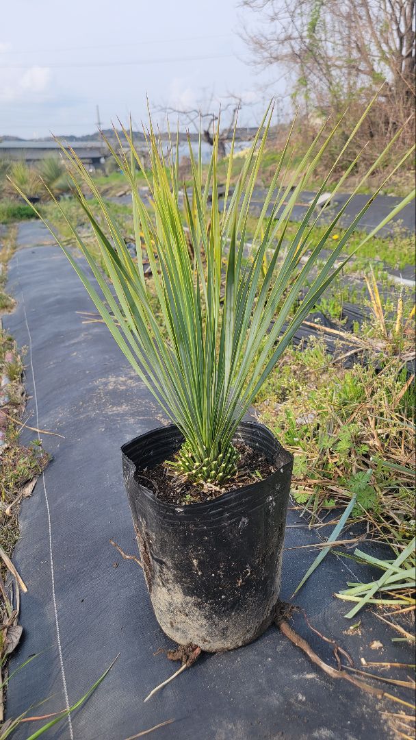 60、ユッカ ロストラータ25 　ポットごと発送