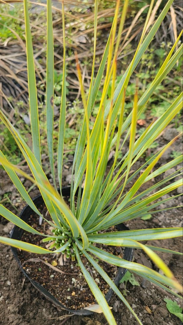 60、ユッカ ロストラータ25 　ポットごと発送