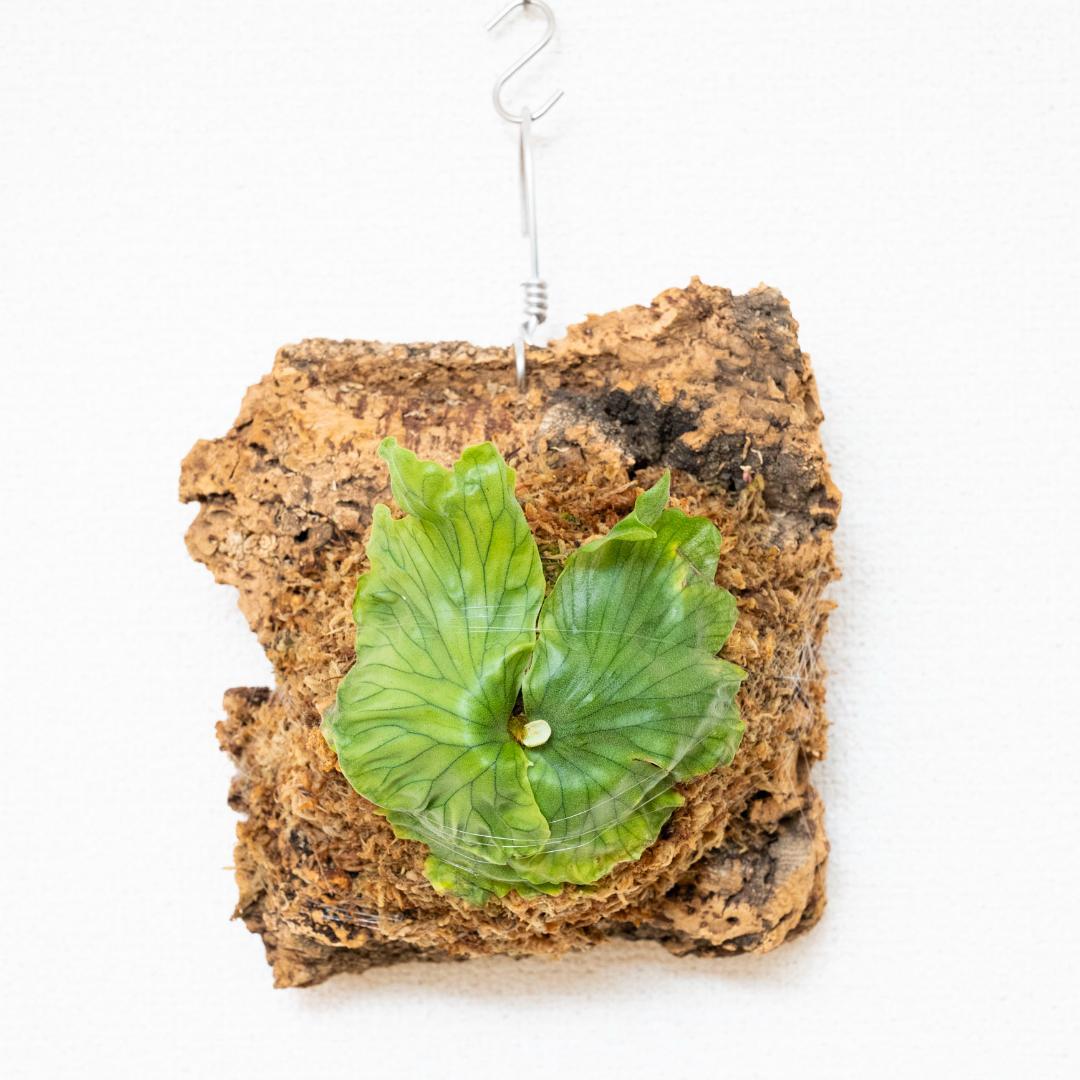 ビカクシダ　ワンダエ　ドワーフ(TC) コルク付けc