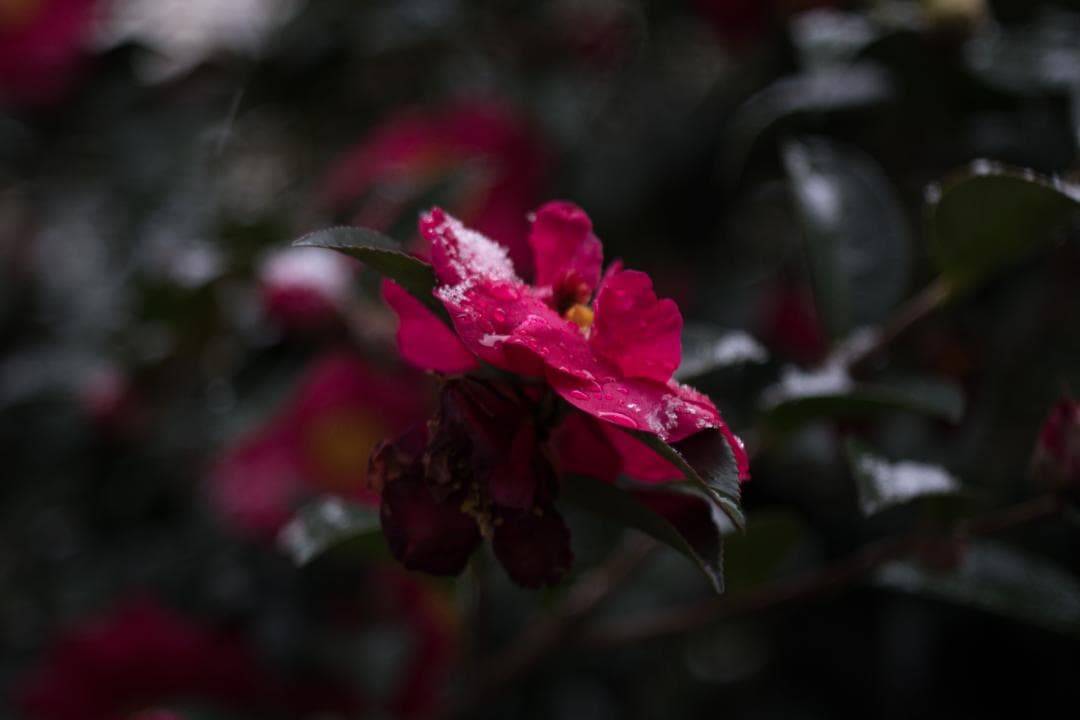 Carl Zeiss Jena DDR Tessar 50mm F2.8作例あり