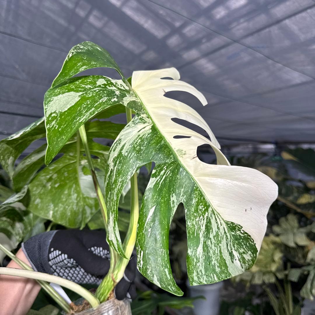 7 モンステラ　ボルギシアナ　アルボ　ホワイトタイガー白斑　健康カット苗