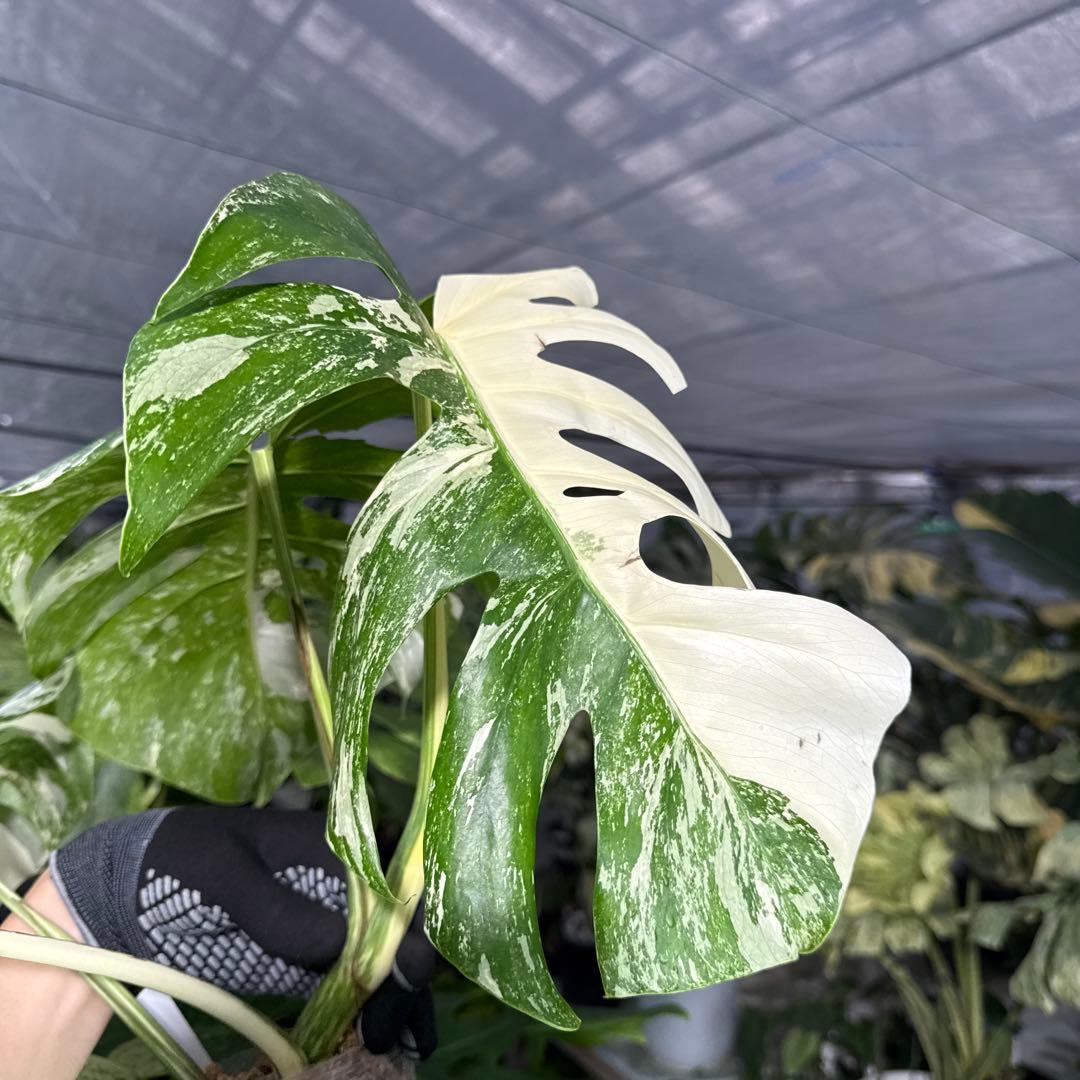 7 モンステラ　ボルギシアナ　アルボ　ホワイトタイガー白斑　健康カット苗