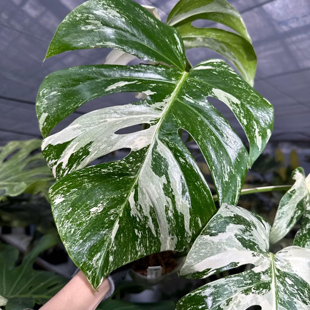 7 モンステラ　ボルギシアナ　アルボ　ホワイトタイガー白斑　健康カット苗
