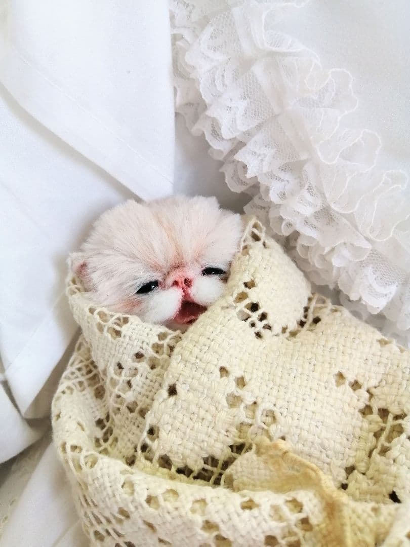生後15日♡泣き虫子猫ちゃん♡アートドール♡ぬいぐるみ♡むぎゅサイズ♡