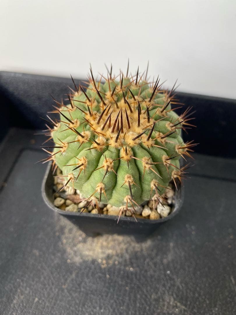 若*太様 【バチバチ発根済】　コピアポア　シネレア　孤竜丸　09