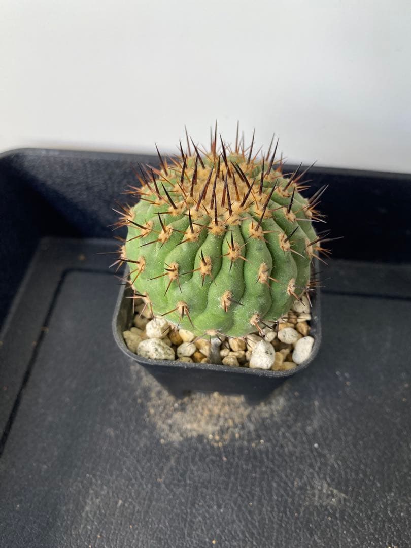 若*太様 【バチバチ発根済】　コピアポア　シネレア　孤竜丸　09