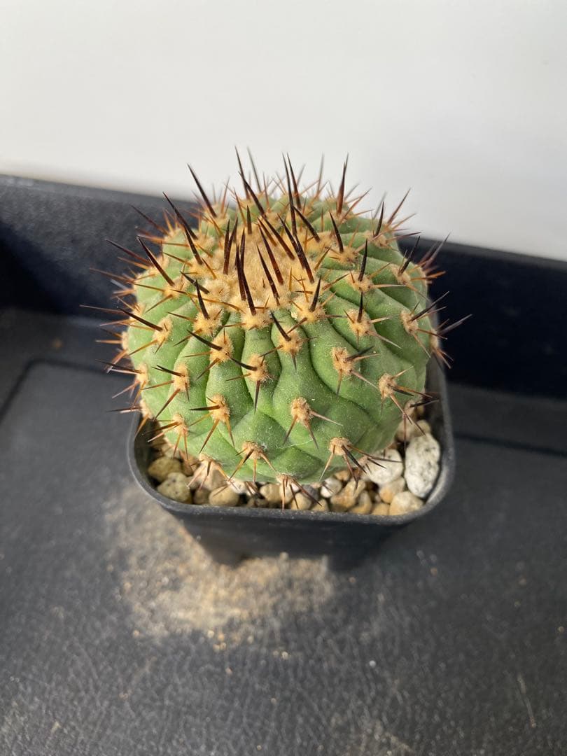 若*太様 【バチバチ発根済】　コピアポア　シネレア　孤竜丸　09