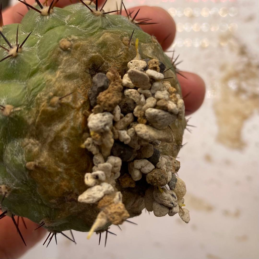 若*太様 【バチバチ発根済】　コピアポア　シネレア　孤竜丸　09