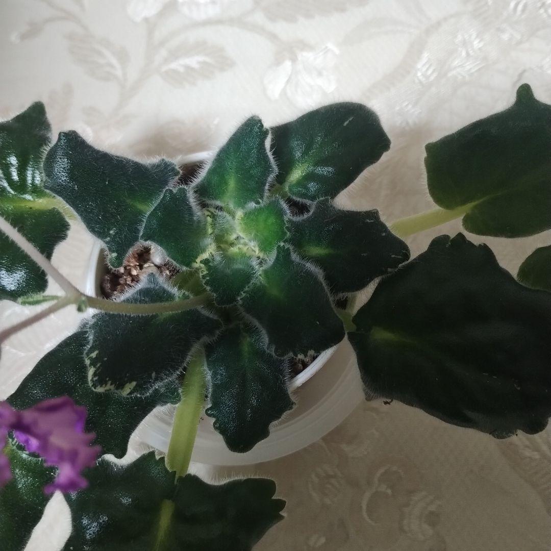 セントポーリア