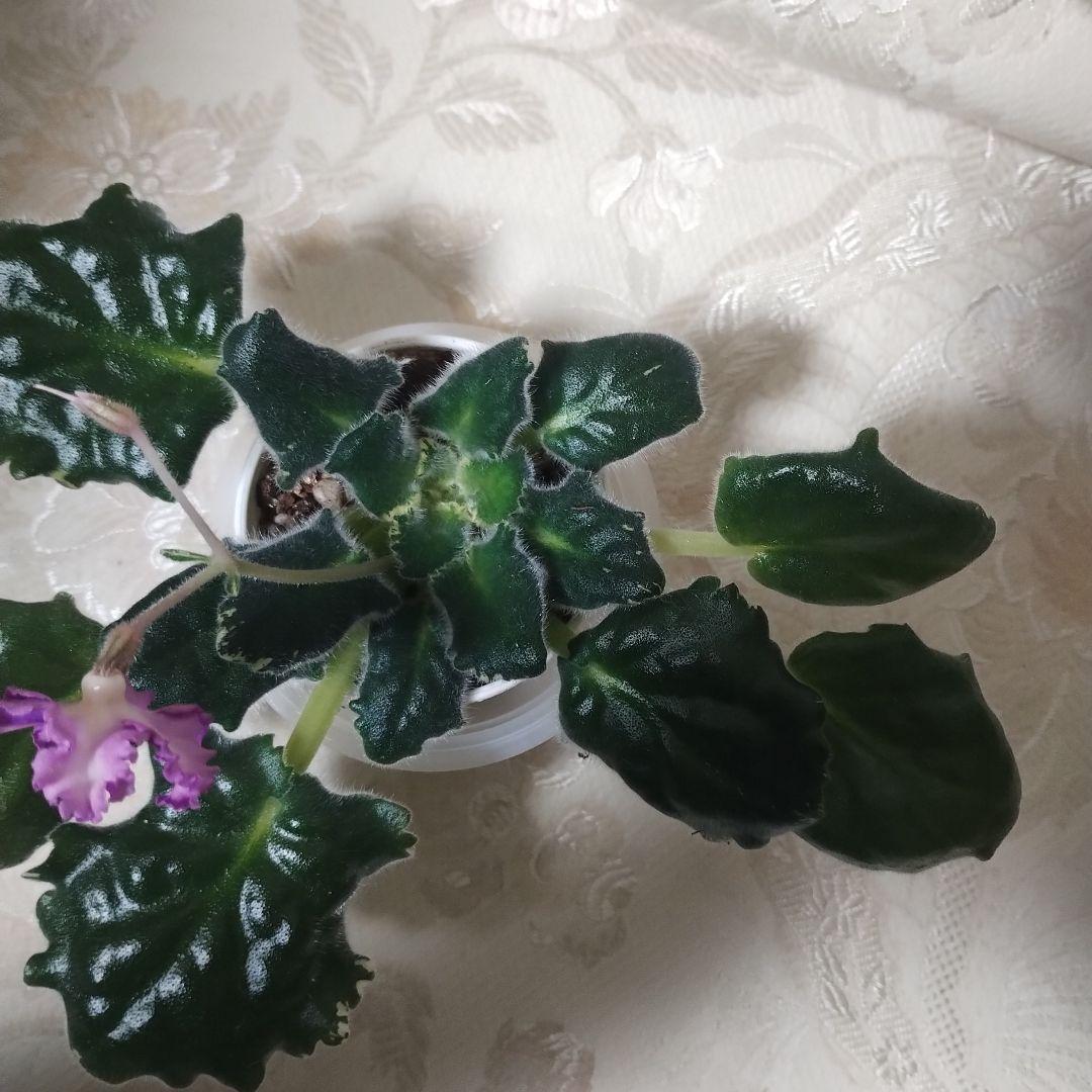 セントポーリア