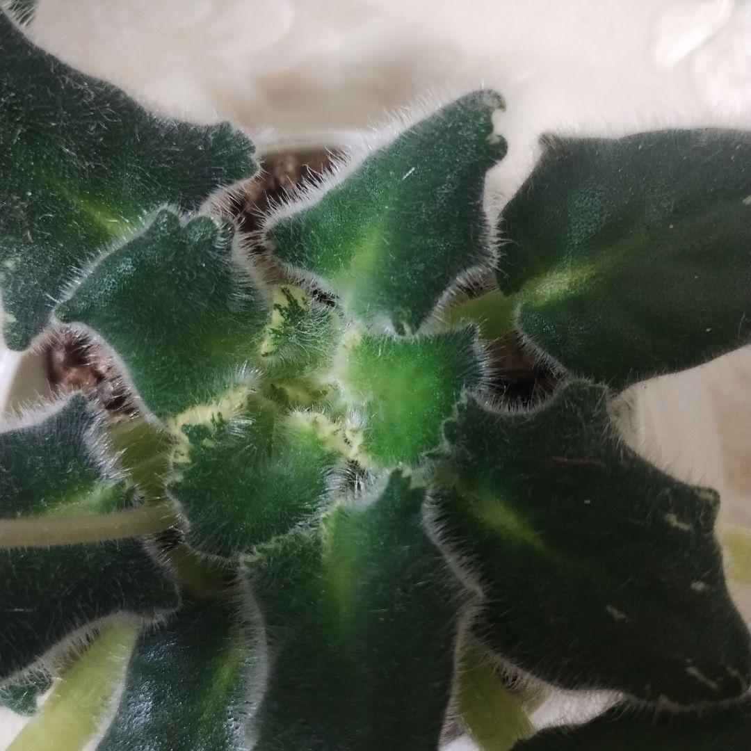 セントポーリア