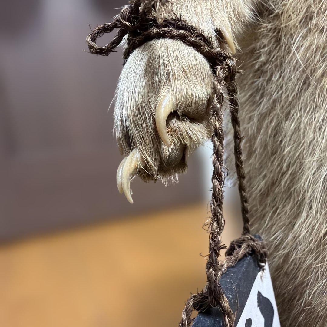 タヌキの置物 剥製　昭和レトロ　高さ約60cm 台座49cm✖️37cm