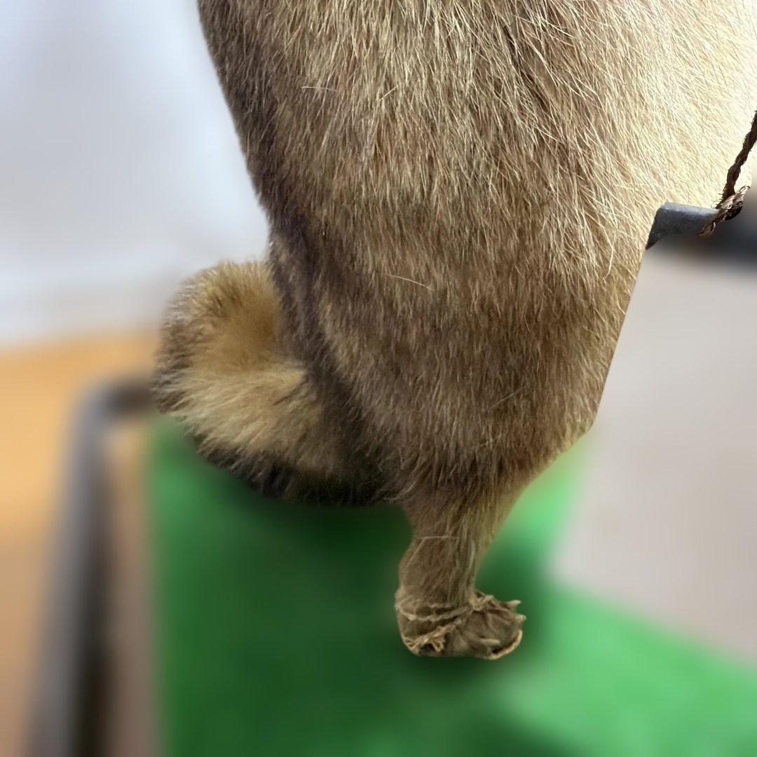 タヌキの置物 剥製　昭和レトロ　高さ約60cm 台座49cm✖️37cm