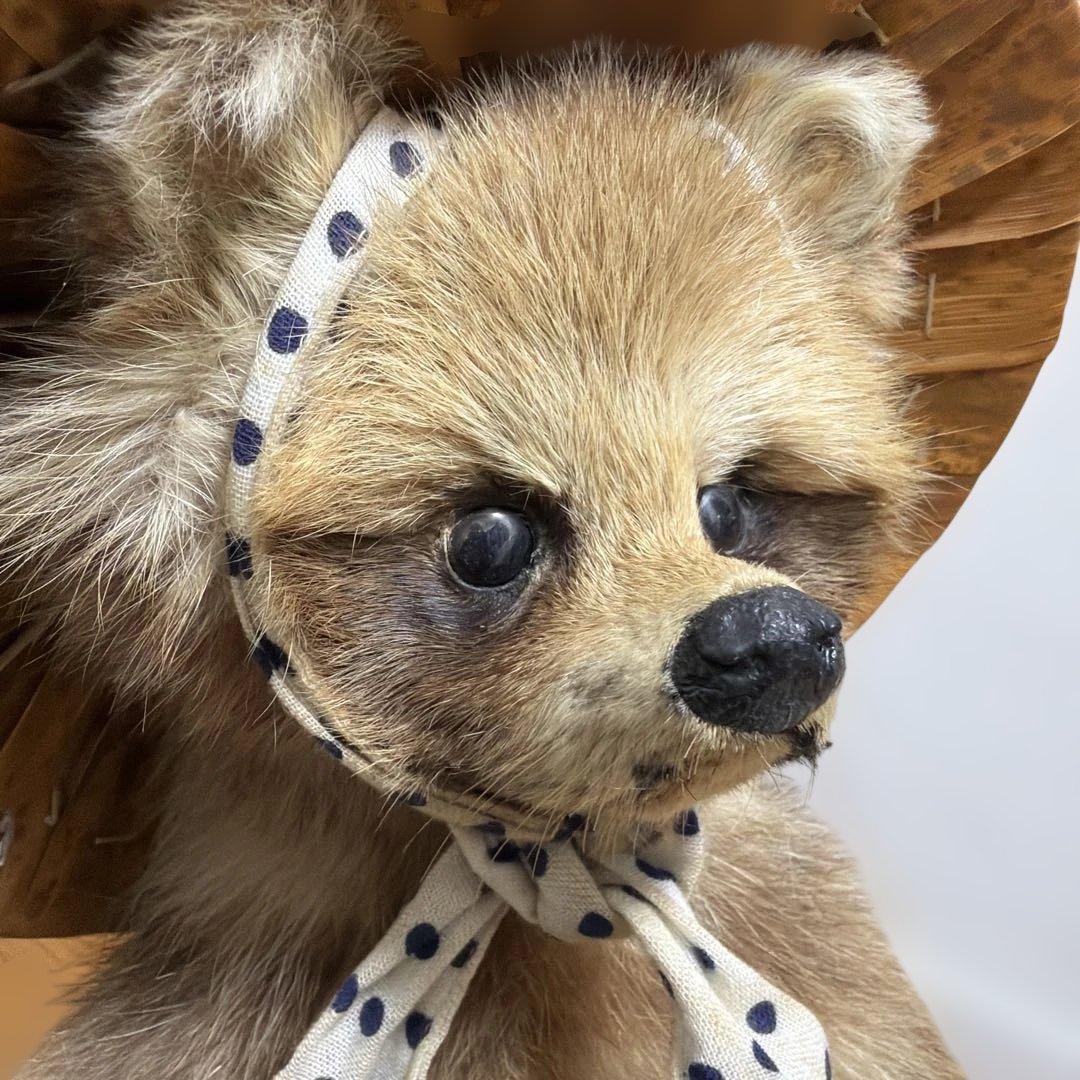 タヌキの置物 剥製　昭和レトロ　高さ約60cm 台座49cm✖️37cm