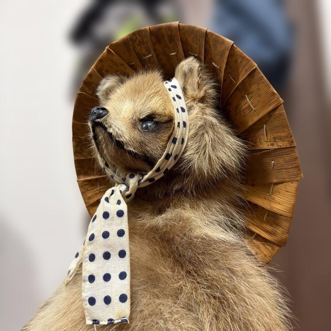 タヌキの置物 剥製　昭和レトロ　高さ約60cm 台座49cm✖️37cm