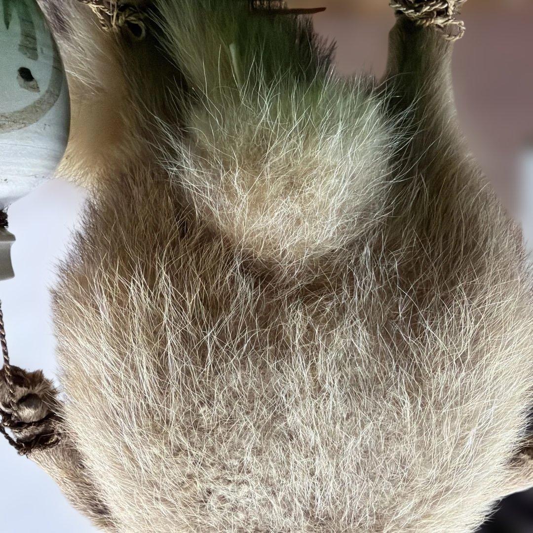 タヌキの置物 剥製　昭和レトロ　高さ約60cm 台座49cm✖️37cm