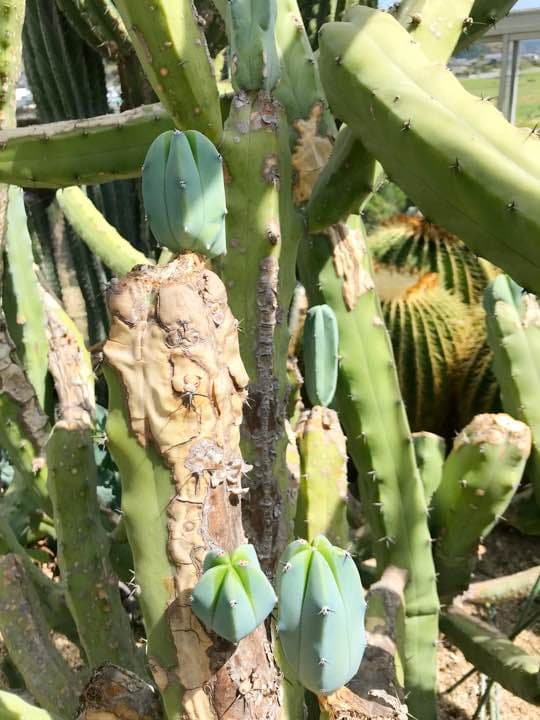 サボテン 竜神木 柱サボテン カット苗 サイズ選択可能 多肉植物 金鯱 黒王丸