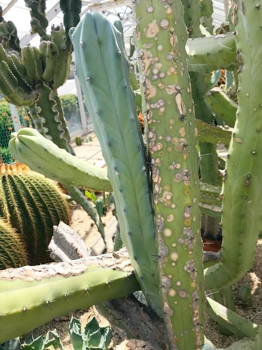 サボテン 竜神木 柱サボテン カット苗 サイズ選択可能 多肉植物 金鯱 黒王丸