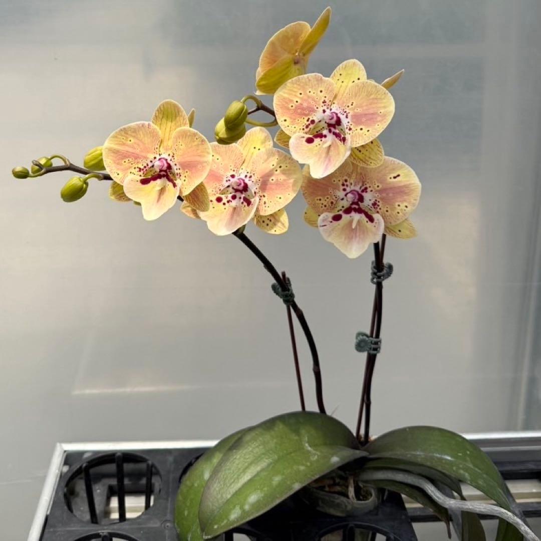 ミディー胡蝶蘭　タニータニー　速達料金込み　Sun Kisses