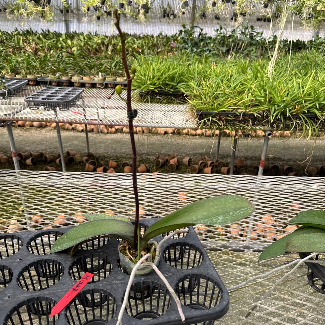 ミディー胡蝶蘭　タニータニー　速達料金込み　Sun Kisses