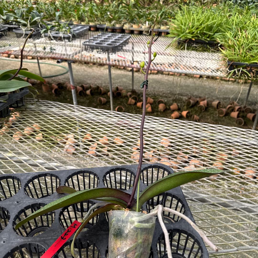 ミディー胡蝶蘭　タニータニー　速達料金込み　Sun Kisses