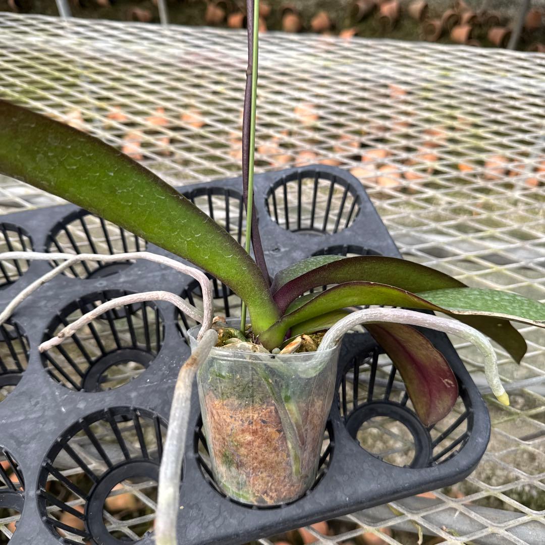 ミディー胡蝶蘭　タニータニー　速達料金込み　Sun Kisses