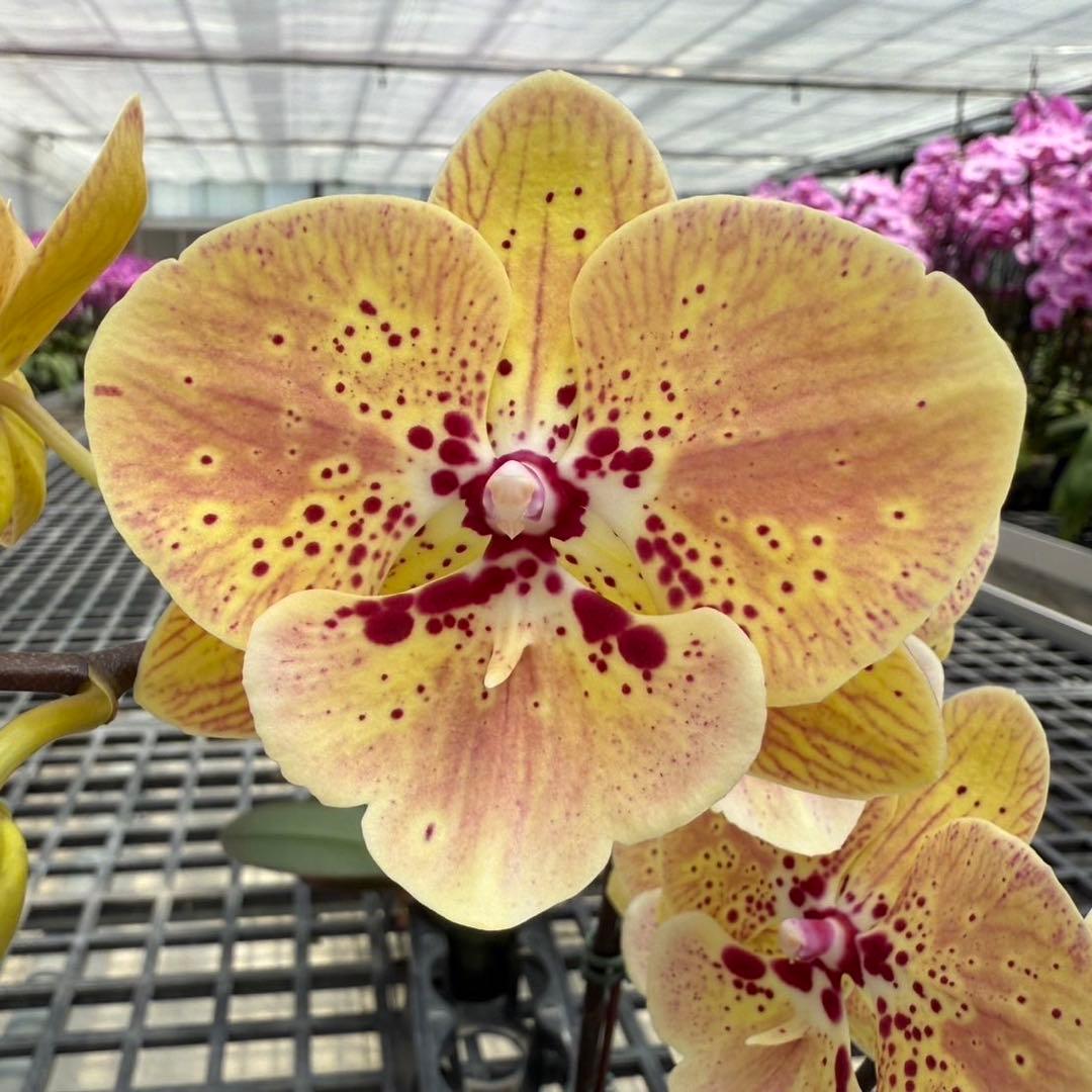 ミディー胡蝶蘭　タニータニー　速達料金込み　Sun Kisses