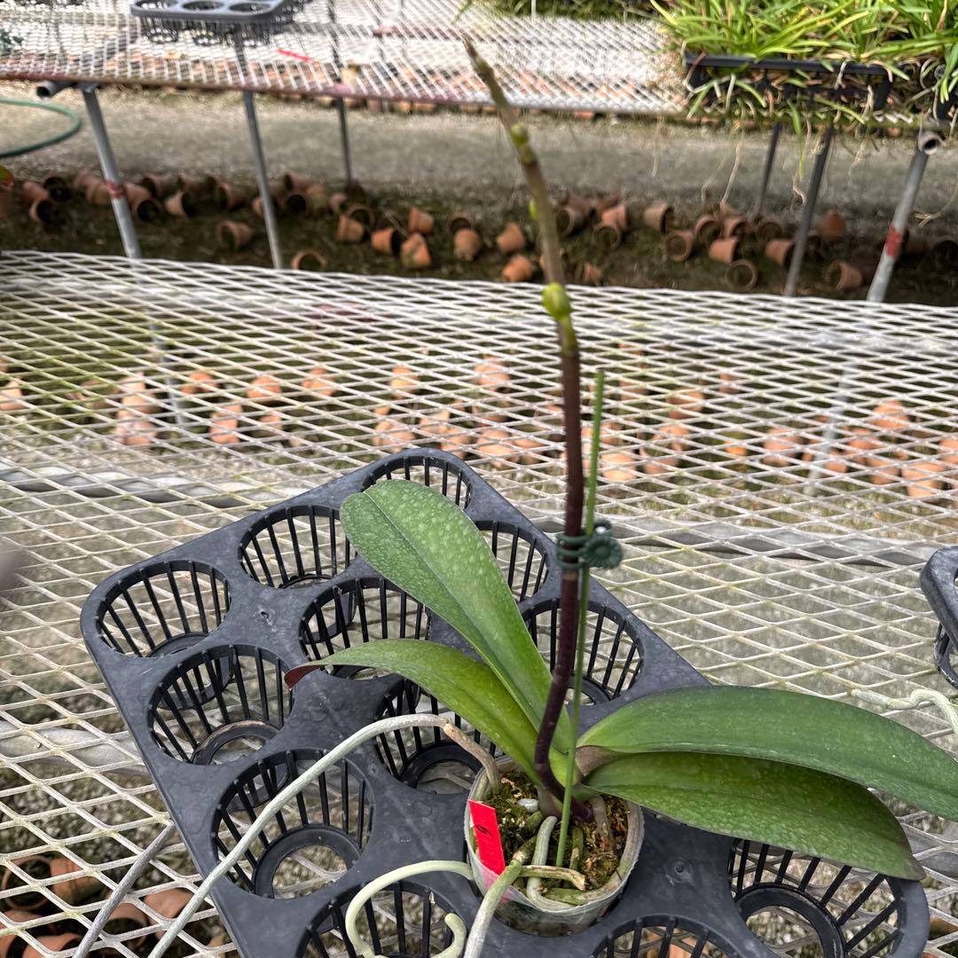 ミディー胡蝶蘭　タニータニー　速達料金込み　Sun Kisses