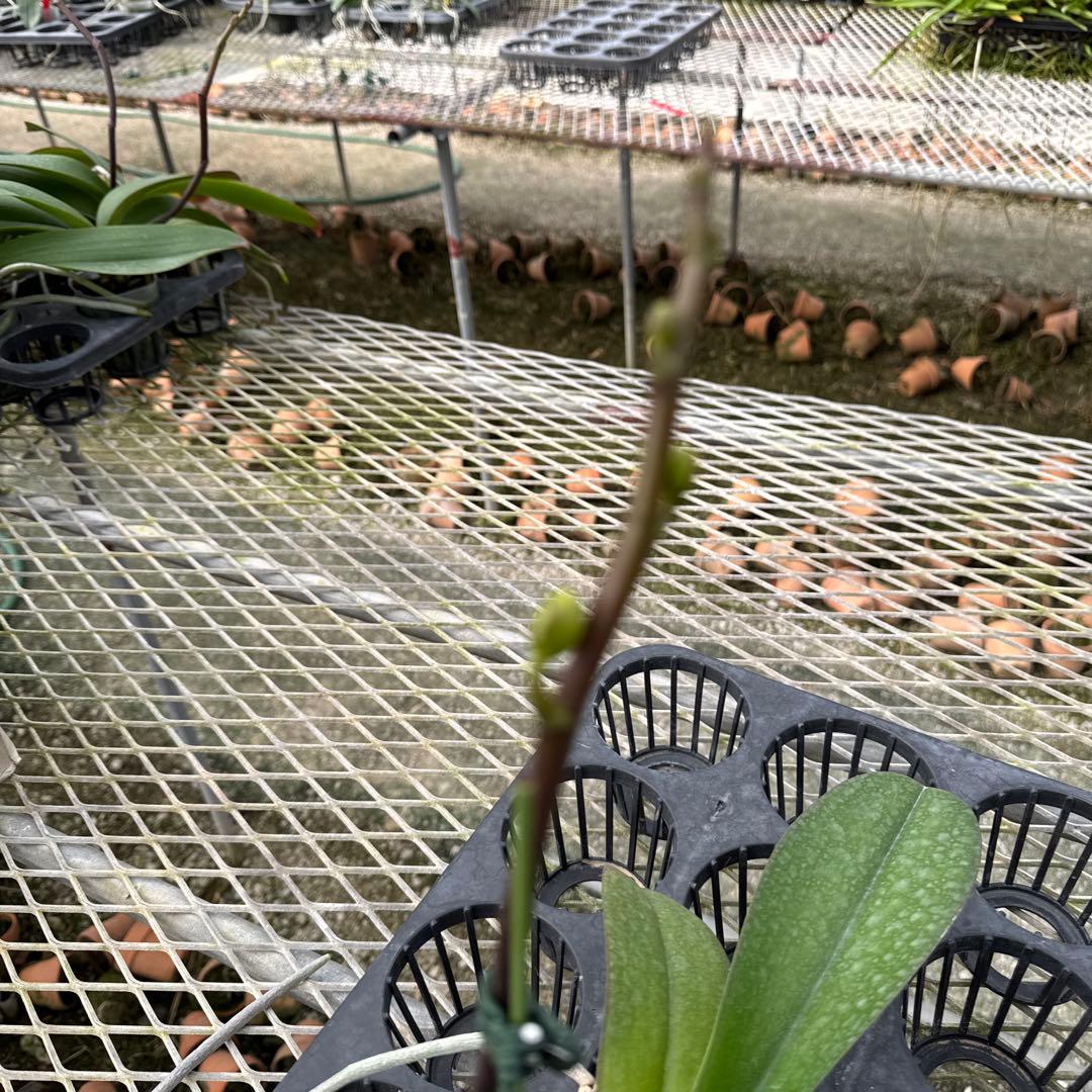 ミディー胡蝶蘭　タニータニー　速達料金込み　Sun Kisses