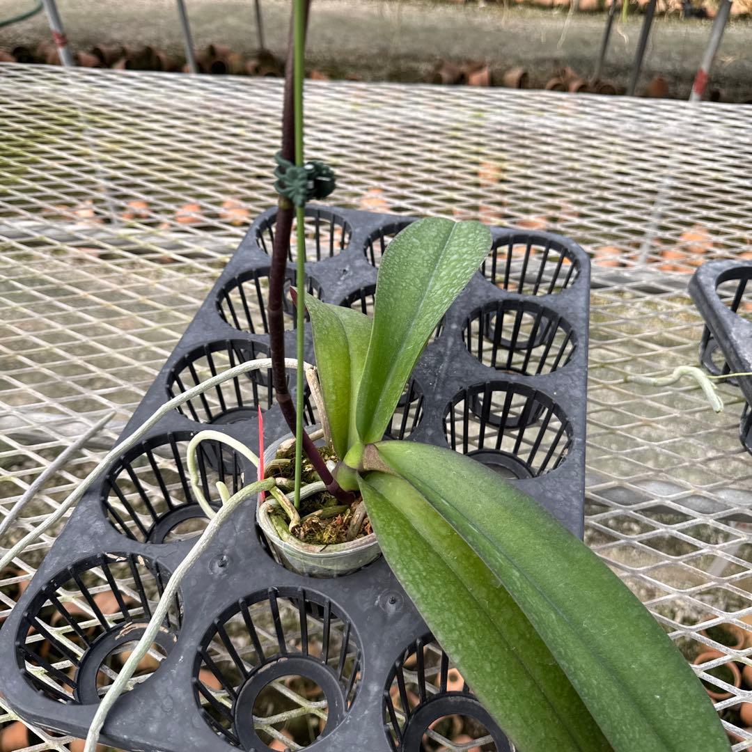 ミディー胡蝶蘭　タニータニー　速達料金込み　Sun Kisses