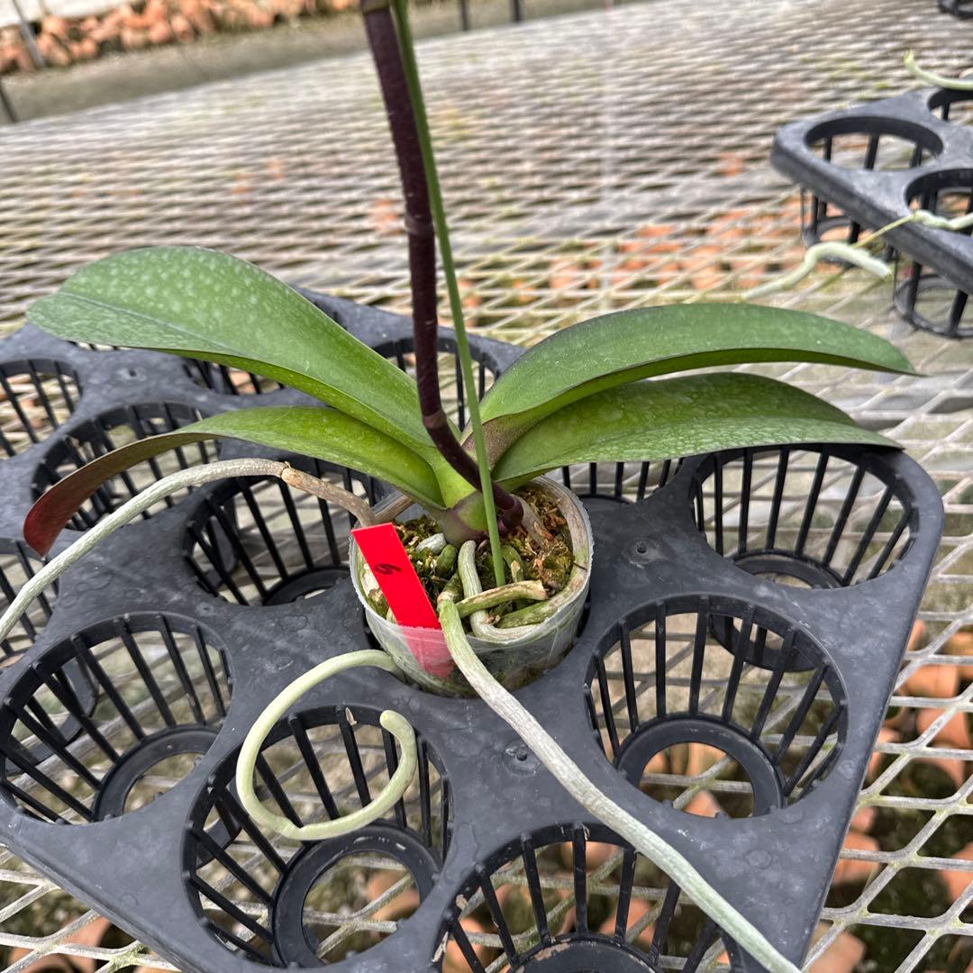 ミディー胡蝶蘭　タニータニー　速達料金込み　Sun Kisses