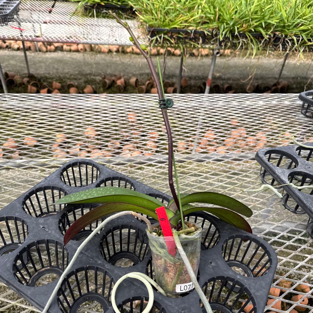 ミディー胡蝶蘭　タニータニー　速達料金込み　Sun Kisses