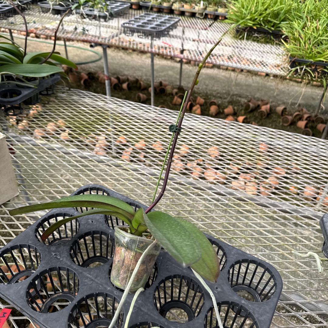 ミディー胡蝶蘭　タニータニー　速達料金込み　Sun Kisses