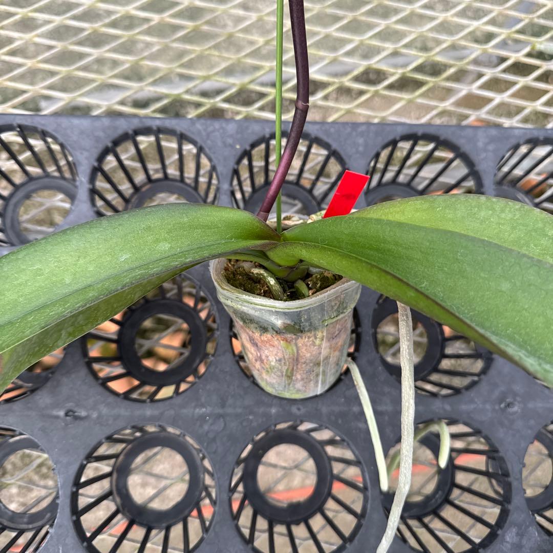 ミディー胡蝶蘭　タニータニー　速達料金込み　Sun Kisses