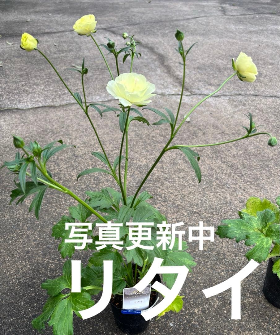超希少❗️ラナンキュラスラックス　リタイとロティス花付き❣️２苗セット