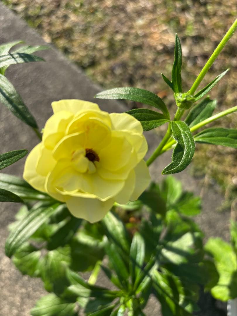 超希少❗️ラナンキュラスラックス　リタイとロティス花付き❣️２苗セット