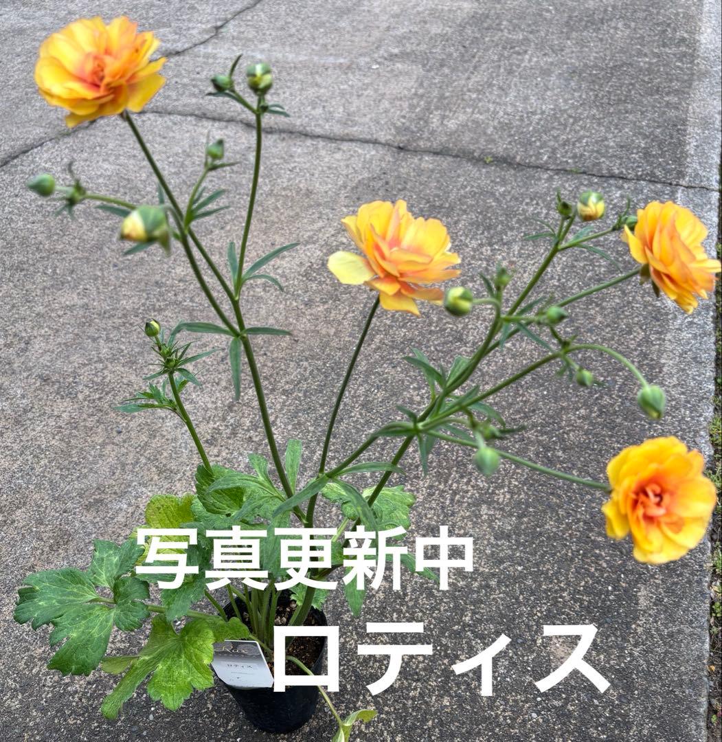 超希少❗️ラナンキュラスラックス　リタイとロティス花付き❣️２苗セット