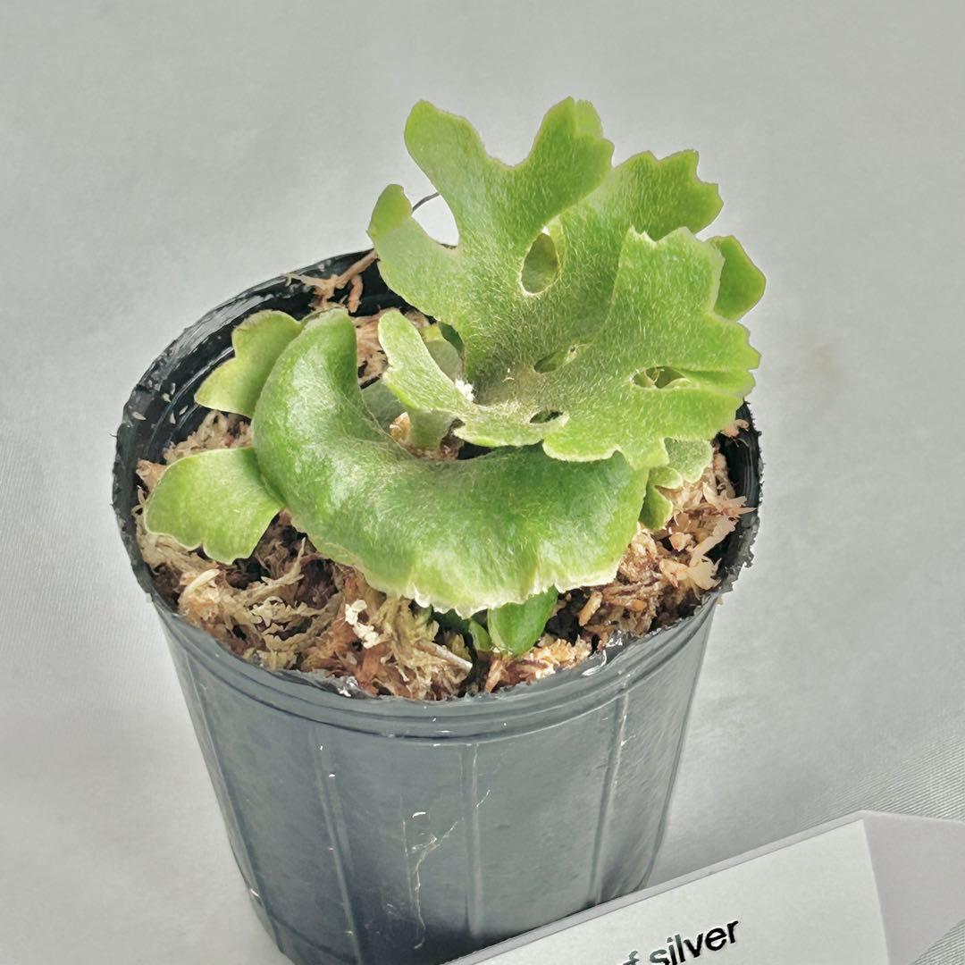 【メルカリ便】P. Ridleyi dwarf silver(TC) 【33】