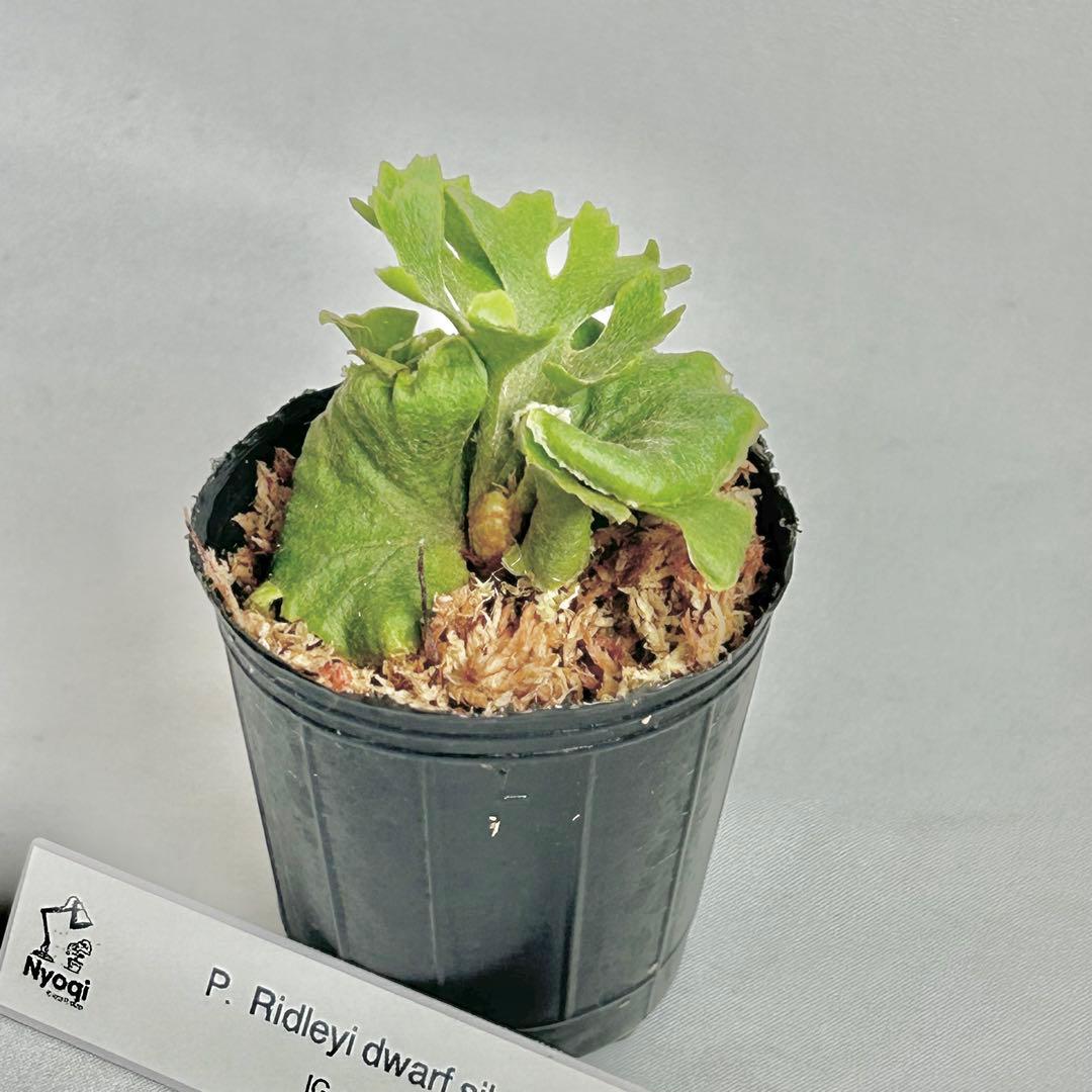 【メルカリ便】P. Ridleyi dwarf silver(TC) 【33】