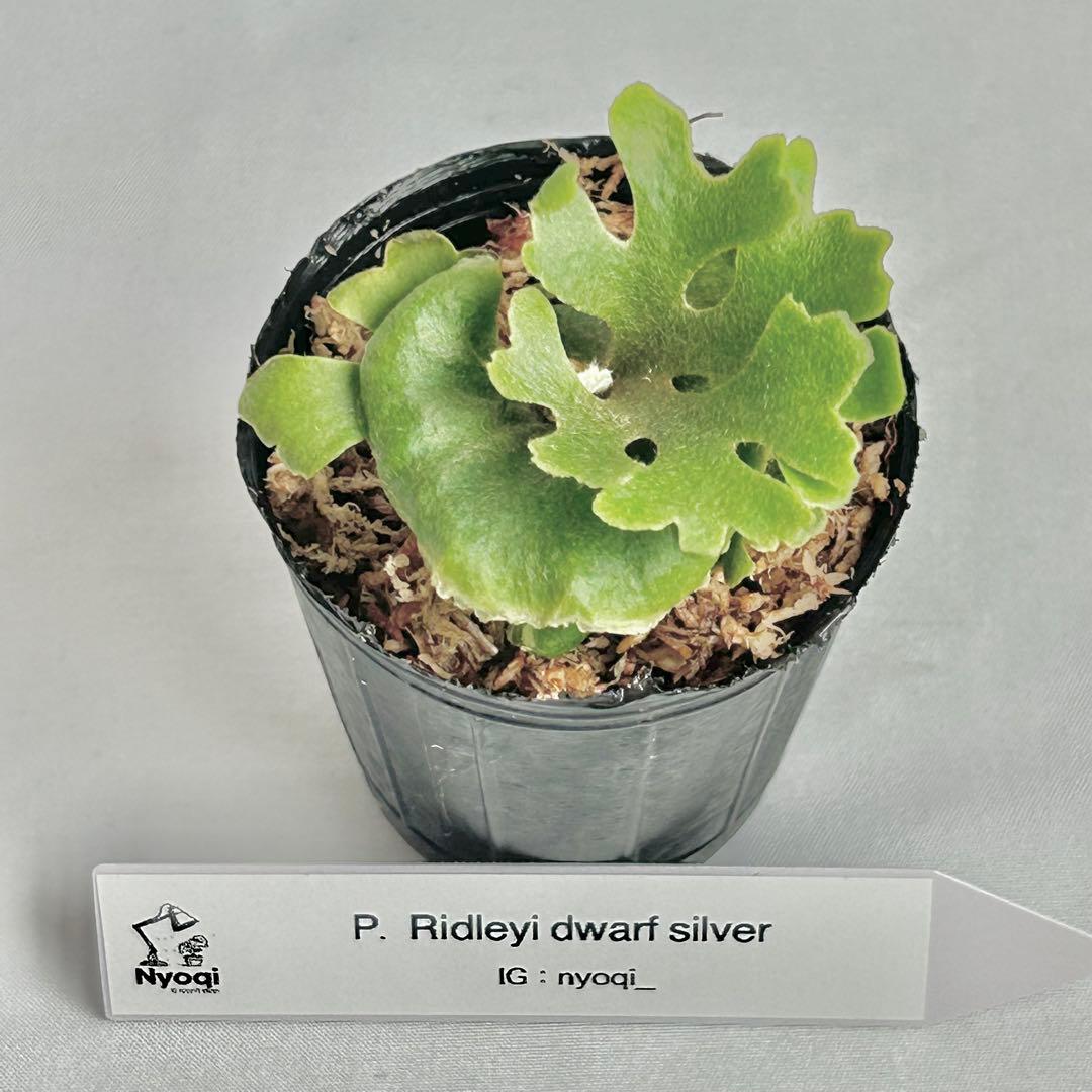 【メルカリ便】P. Ridleyi dwarf silver(TC) 【33】